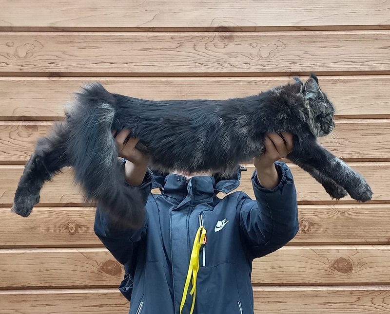 Quick River Akbars (polydactyl) - Junior maine-coon 7 months