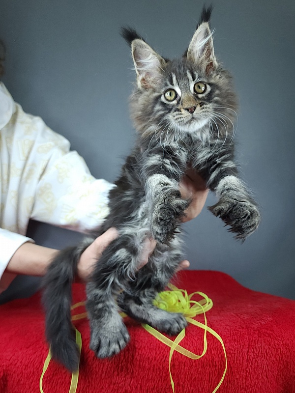 Quick River Akbars (polydactyl) - Kitten maine-coon 2 months 3.5 weeks