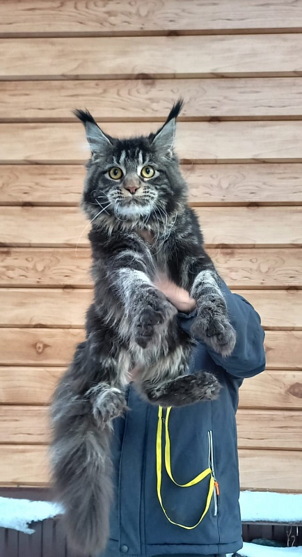 Quick River Akbars (polydactyl) - Junior maine-coon 8 months