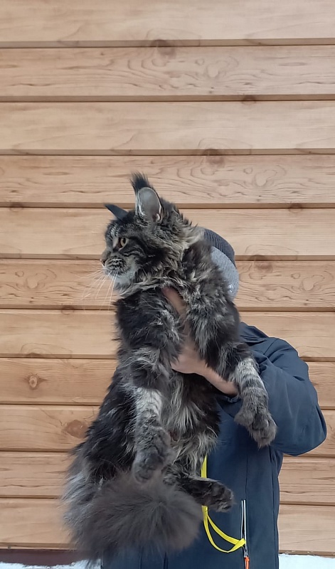 Quick River Akbars (polydactyl) - Junior maine-coon 8 months