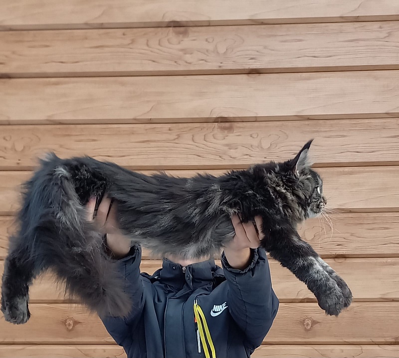 Quick River Akbars (polydactyl) - Junior maine-coon 8 months