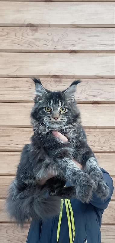 Quick River Akbars (polydactyl) - Junior maine-coon 8 months