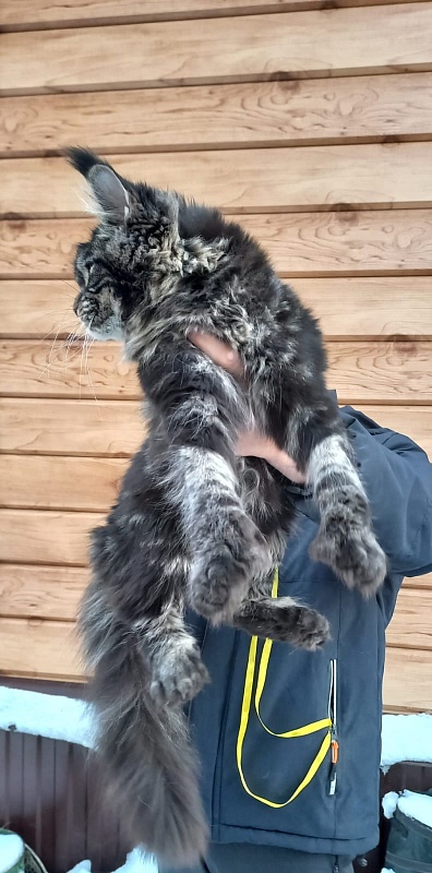 Quick River Akbars (polydactyl) - Junior maine-coon 8 months