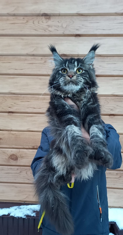 Quick River Akbars (polydactyl) - Junior maine-coon 8 months