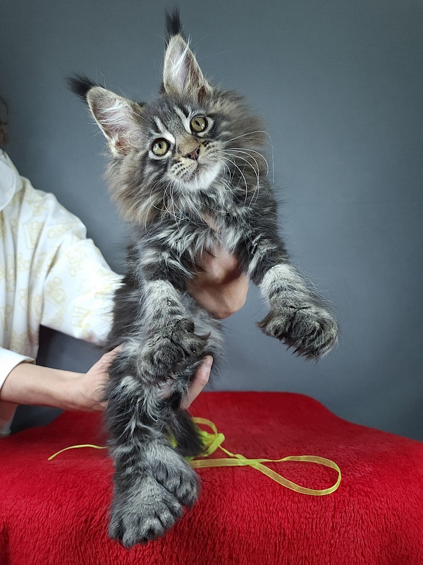 Quick River Akbars (polydactyl) - Kitten maine-coon 2 months 3.5 weeks
