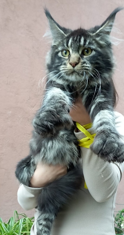 Quick River Akbars (polydactyl) - Kitten maine-coon 5 months 2.5 weeks