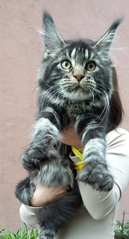 Quick River Akbars (polydactyl) - Kitten maine-coon 5 months 2.5 weeks