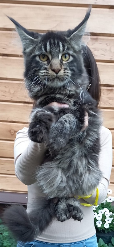 Quick River Akbars (polydactyl) - Kitten maine-coon 5 months 2.5 weeks