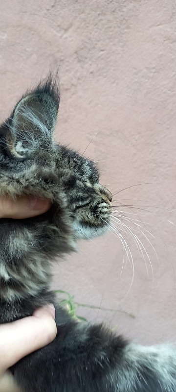 Quick River Akbars (polydactyl) - Kitten maine-coon 5 months 2.5 weeks