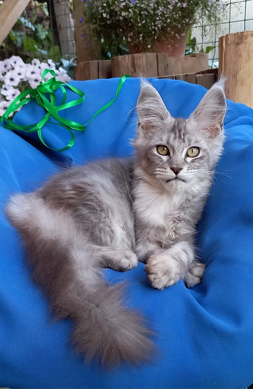 Randi Akbars - Kitten maine-coon 4 months 1 week
