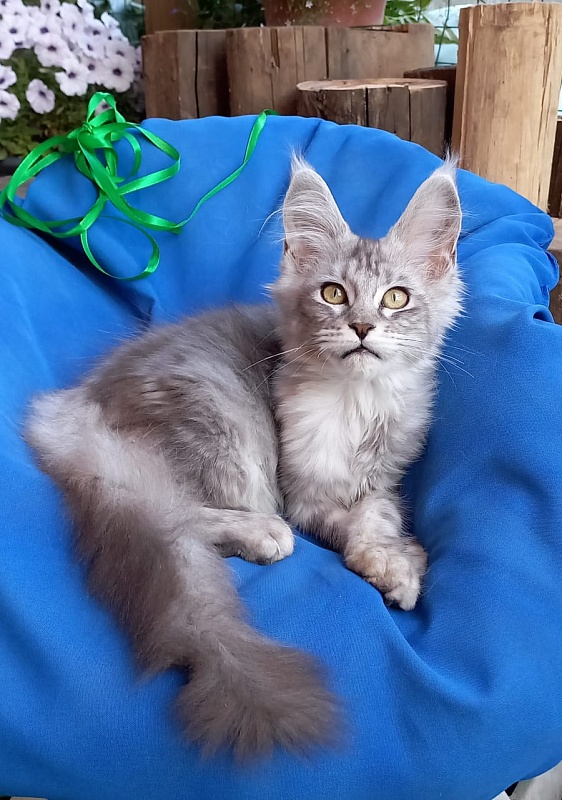 Randi Akbars - Kitten maine-coon 4 months 1 week