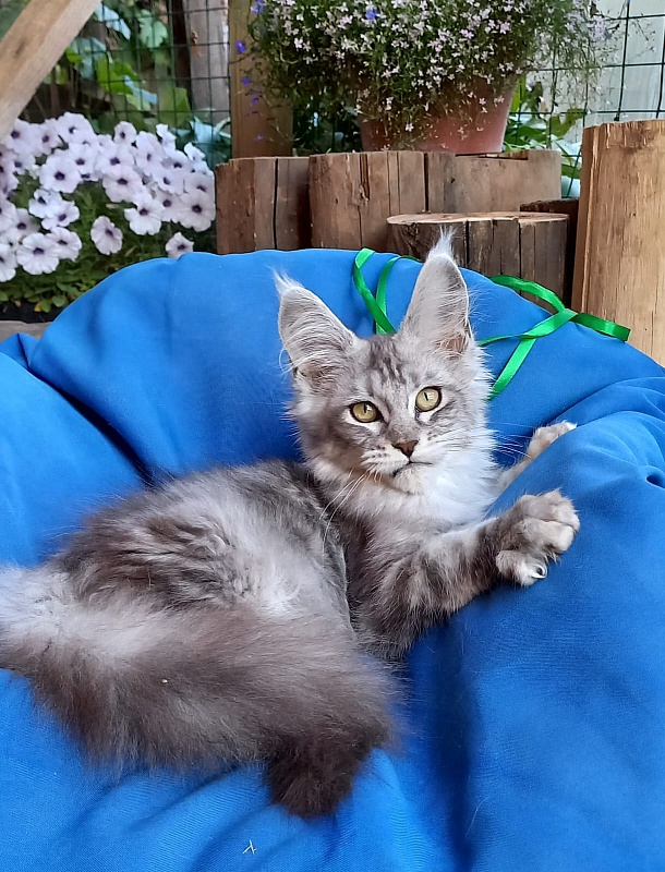 Randi Akbars - Kitten maine-coon 4 months 1 week