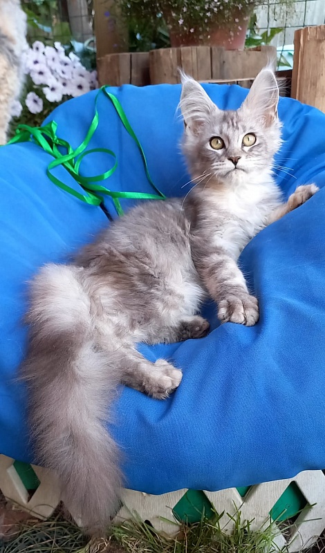 Randi Akbars - Kitten maine-coon 4 months 1 week