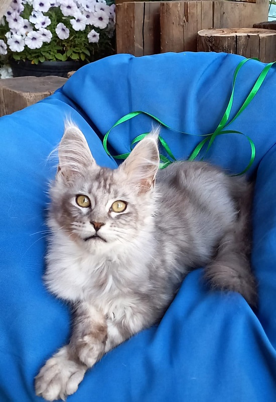 Randi Akbars - Kitten maine-coon 4 months 1 week