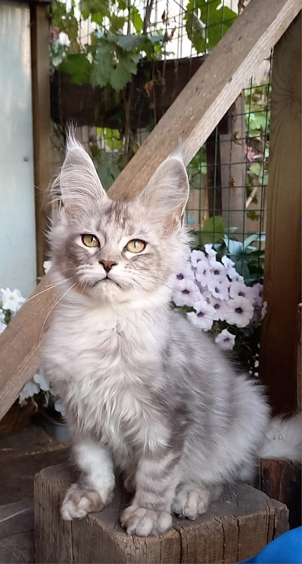 Randi Akbars - Kitten maine-coon 4 months 1 week