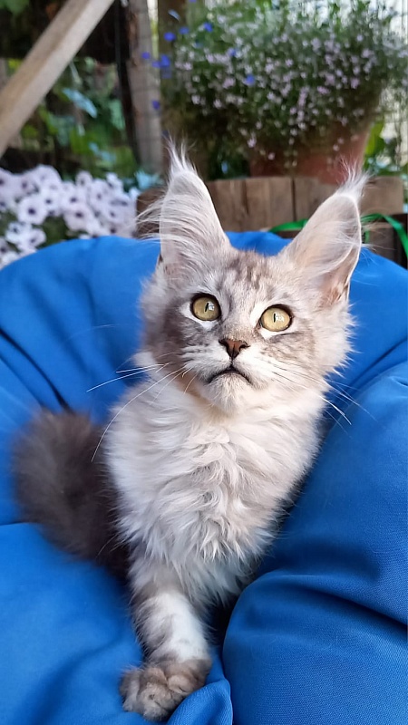 Randi Akbars - Kitten maine-coon 4 months 1 week
