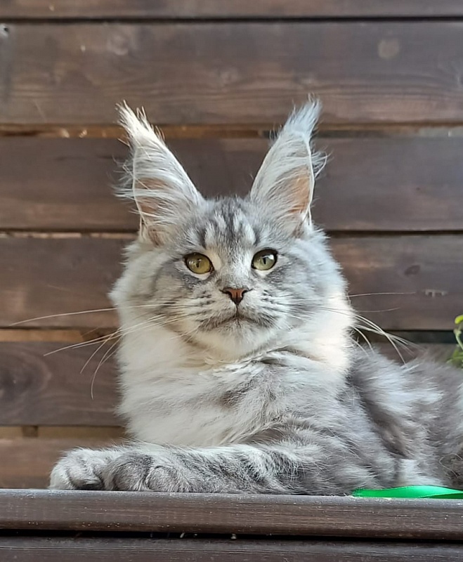 Ramina Akbars - Kitten maine-coon 4 months 4 weeks