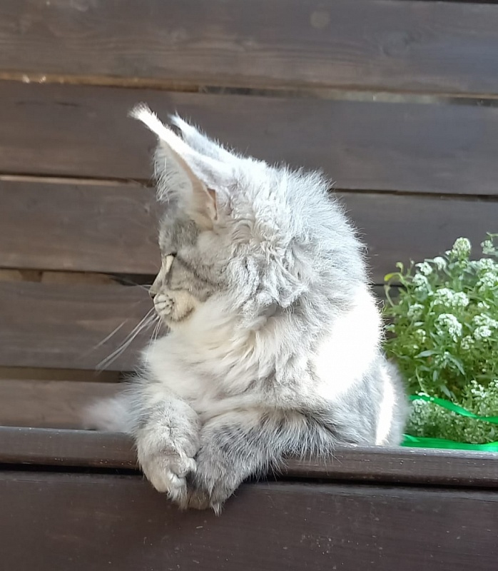 Ramina Akbars - Kitten maine-coon 4 months 4 weeks