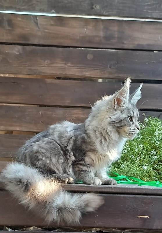 Ramina Akbars - Kitten maine-coon 4 months 4 weeks