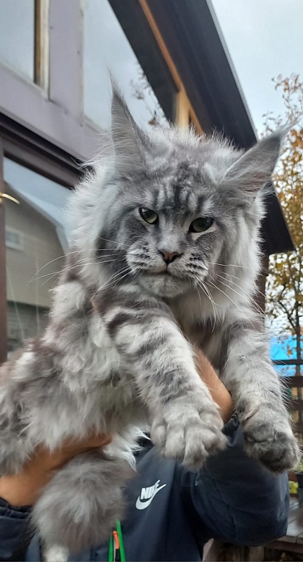 Ramina Akbars - Kitten maine-coon 5 months 4 weeks