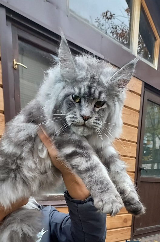 Ramina Akbars - Kitten maine-coon 5 months 4 weeks