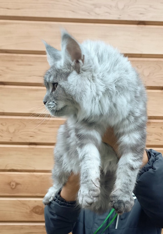 Ramina Akbars - Kitten maine-coon 5 months 4 weeks