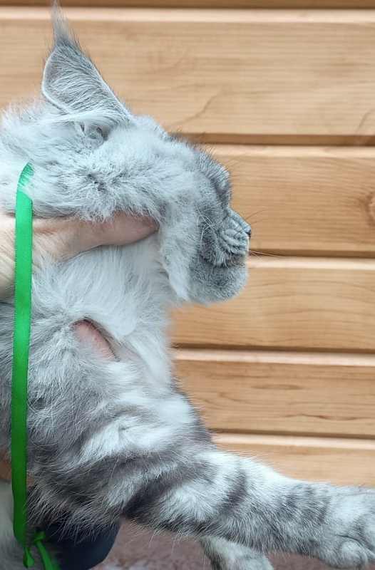 Ramina Akbars - Kitten maine-coon 5 months 4 weeks