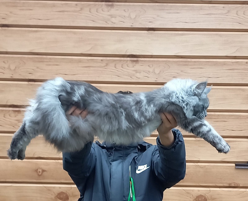 Ramina Akbars - Kitten maine-coon 5 months 4 weeks