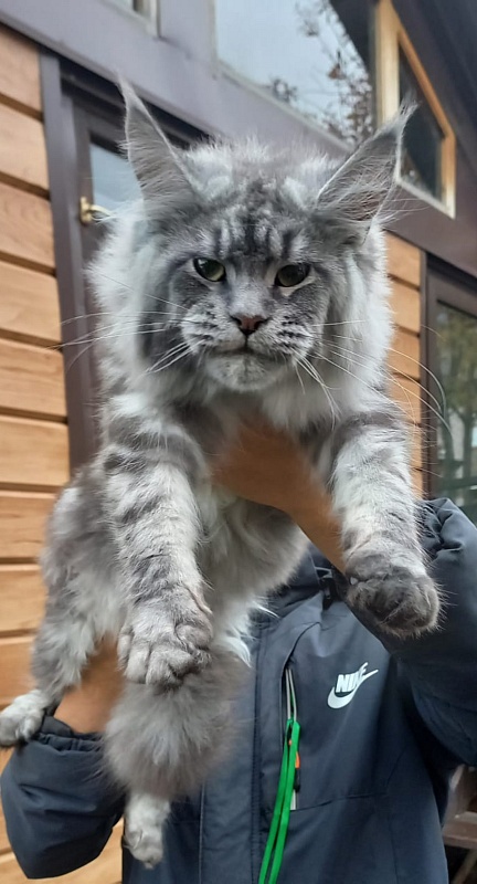 Ramina Akbars - Kitten maine-coon 5 months 4 weeks