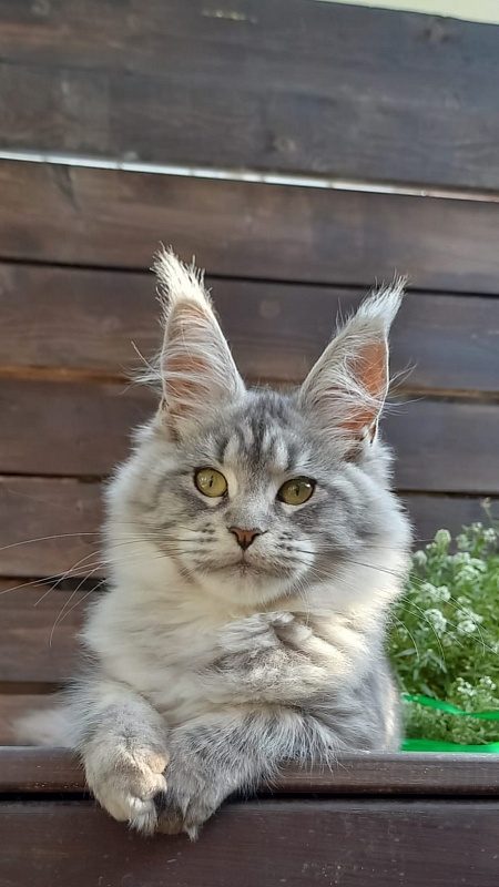 Ramina Akbars - Kitten maine-coon 4 months 4 weeks