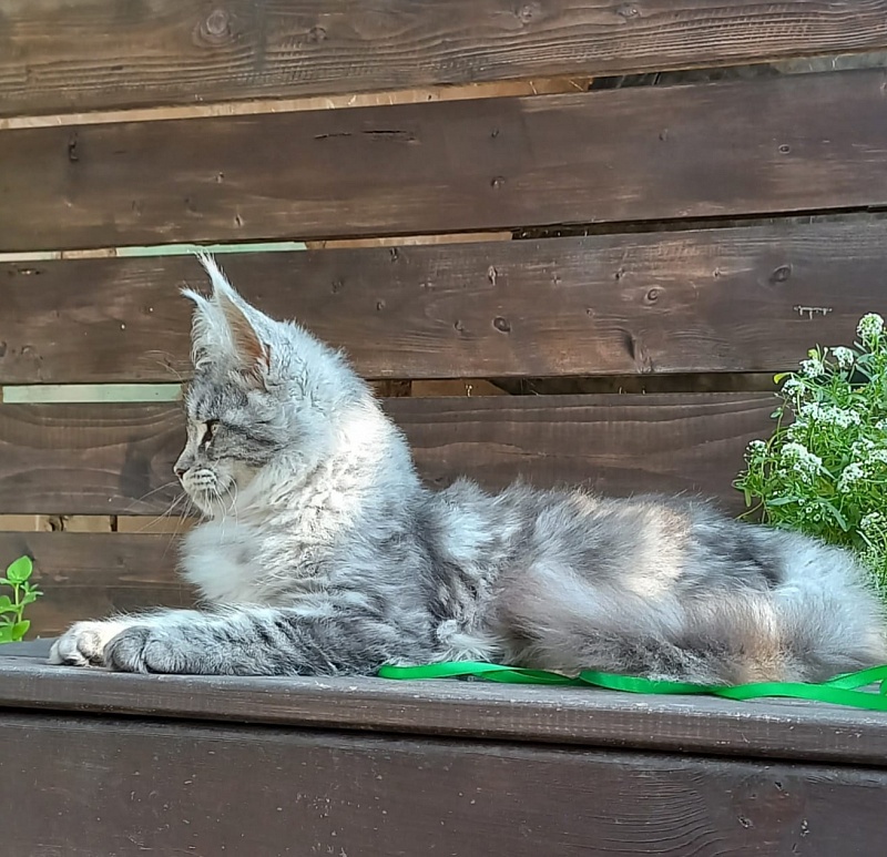 Ramina Akbars - Kitten maine-coon 4 months 4 weeks