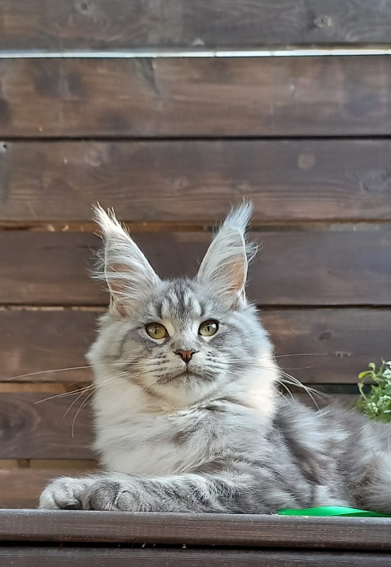 Ramina Akbars - Kitten maine-coon 4 months 4 weeks