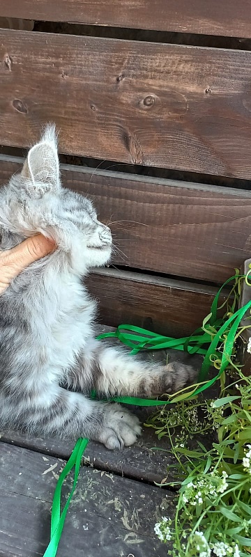 Ramina Akbars - Kitten maine-coon 4 months 4 weeks