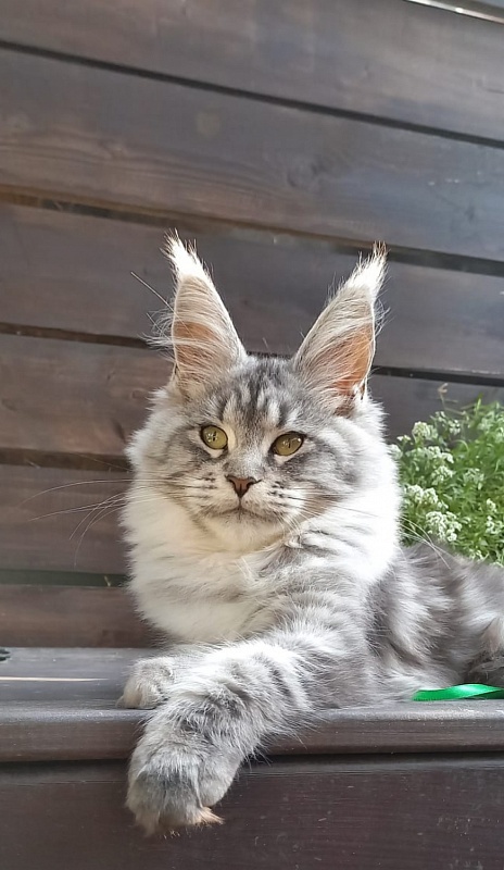 Ramina Akbars - Kitten maine-coon 4 months 4 weeks