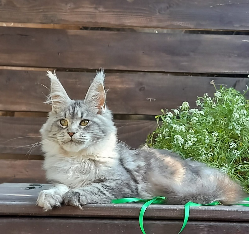 Ramina Akbars - Kitten maine-coon 4 months 4 weeks