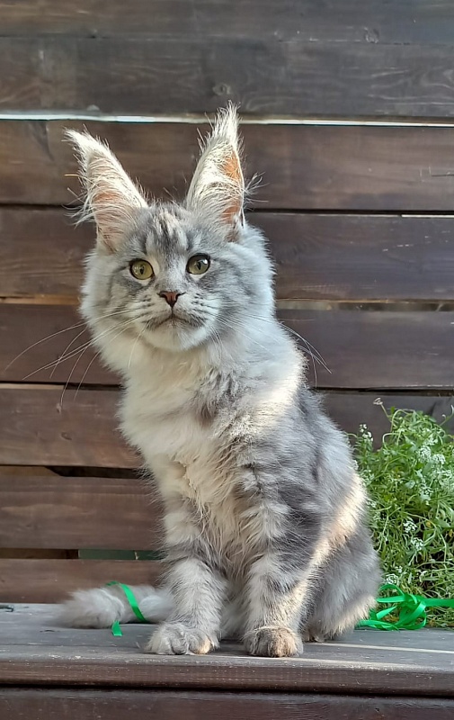 Ramina Akbars - Kitten maine-coon 4 months 4 weeks