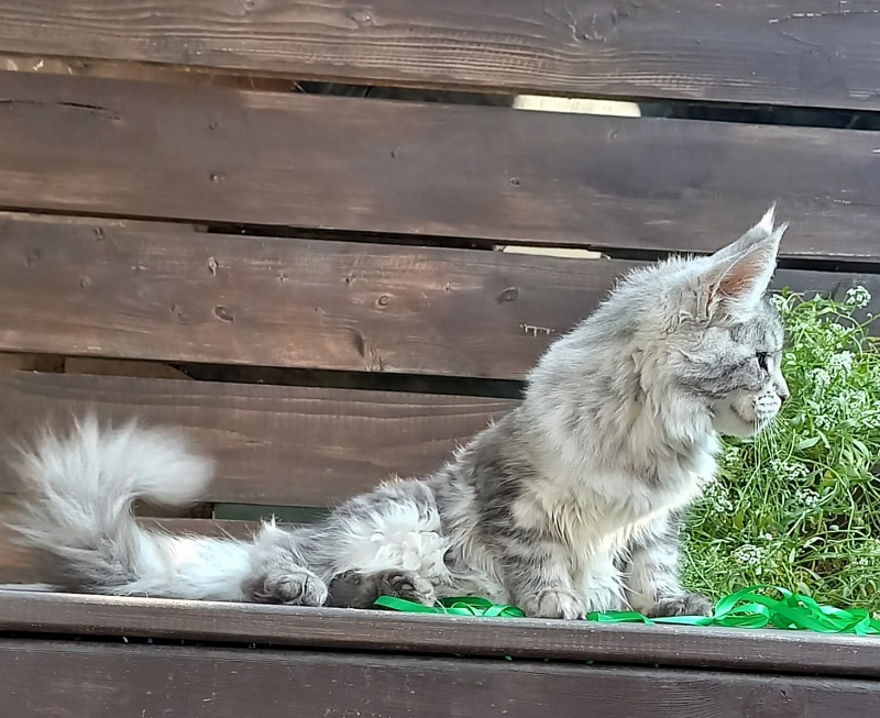 Ramina Akbars - Kitten maine-coon 4 months 4 weeks