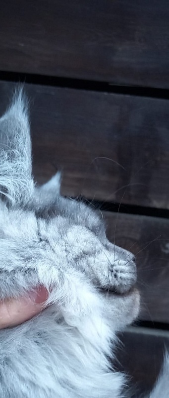 Ruta Akbars - Kitten maine-coon 4 months 4 weeks