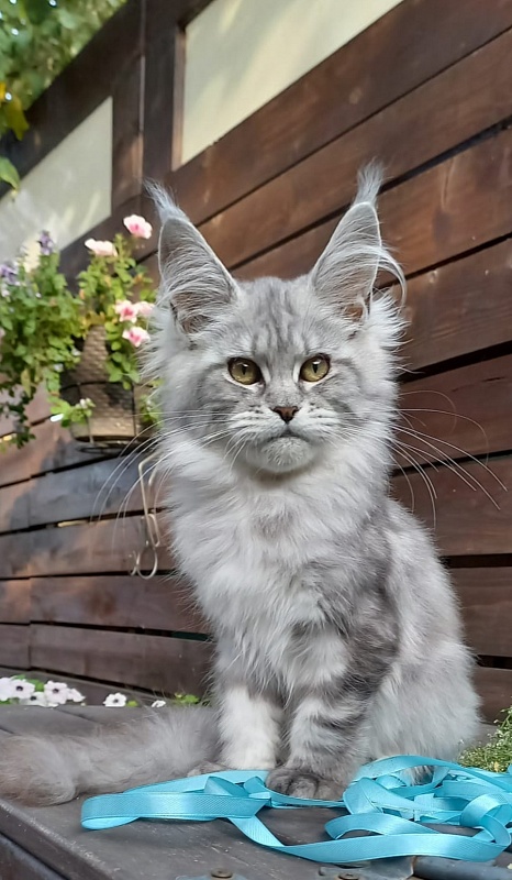 Rita Akbars - Kitten maine-coon 4 months 4 weeks