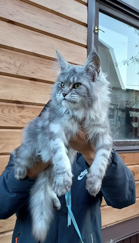 Rita Akbars - Kitten maine-coon 6 months