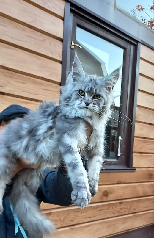 Rita Akbars - Kitten maine-coon 6 months