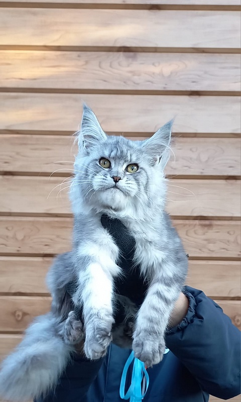 Rita Akbars - Kitten maine-coon 6 months