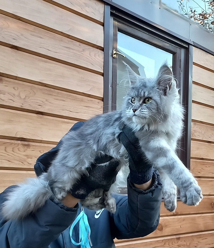Rita Akbars - Kitten maine-coon 6 months