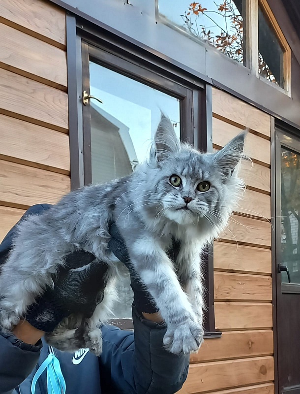 Rita Akbars - Kitten maine-coon 6 months