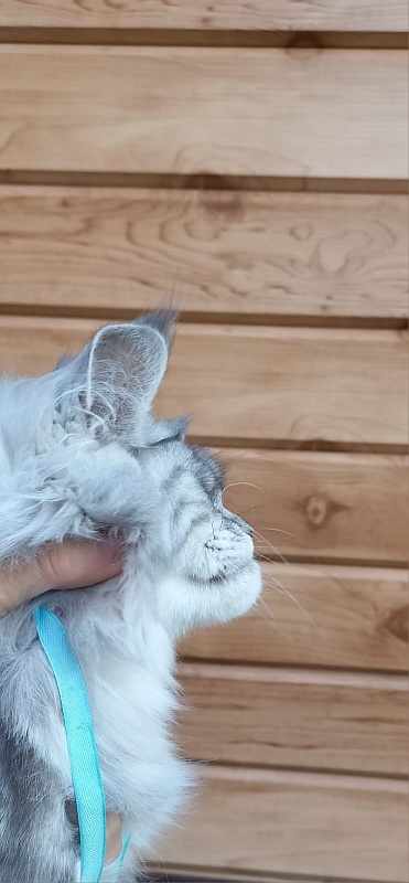 Rita Akbars - Kitten maine-coon 6 months