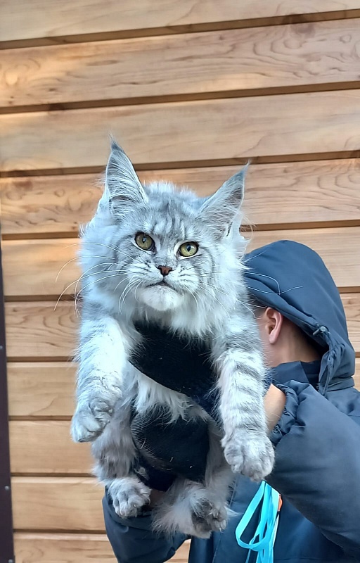 Rita Akbars - Kitten maine-coon 6 months