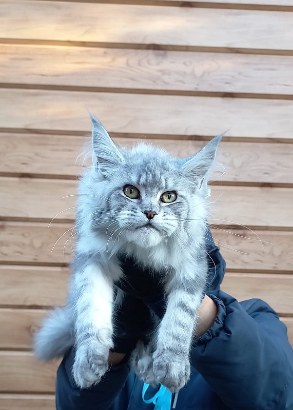 Rita Akbars - Kitten maine-coon 6 months