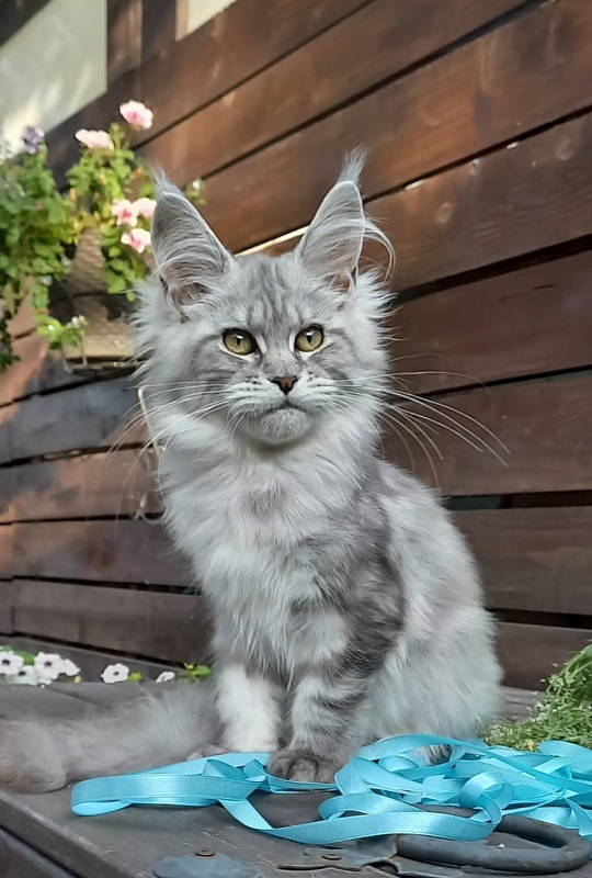 Rita Akbars - Kitten maine-coon 4 months 4 weeks