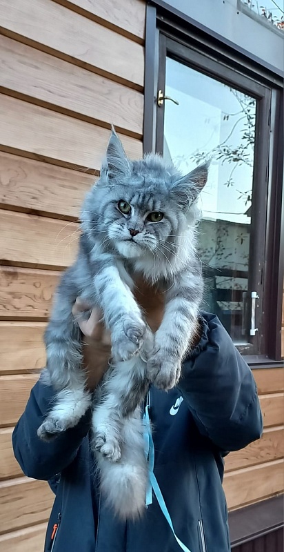 Rita Akbars - Kitten maine-coon 6 months