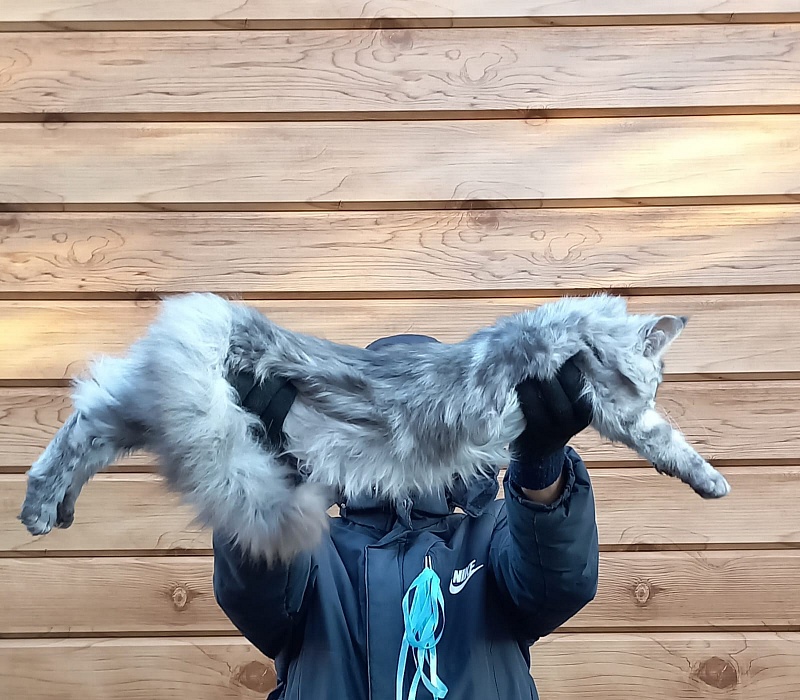 Rita Akbars - Kitten maine-coon 6 months